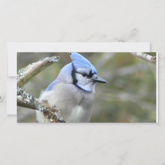 Blue Jay