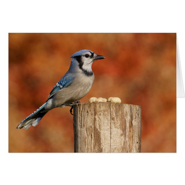 Blue Jay (Voorkant Horizontaal)