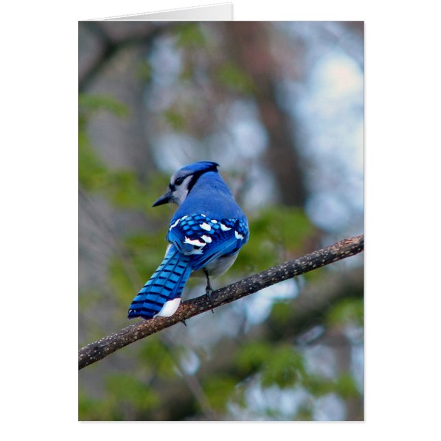 Blue Jay (Voorkant)