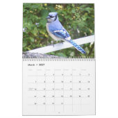 Blue Jay, 12 maanden kalender (Mar 2027)