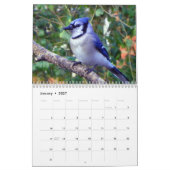 Blue Jay, 12 maanden kalender (Jan 2027)