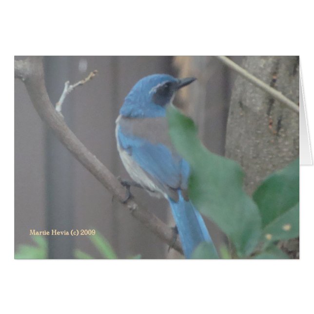 Blue Jay (2a) -  (Voorkant Horizontaal)