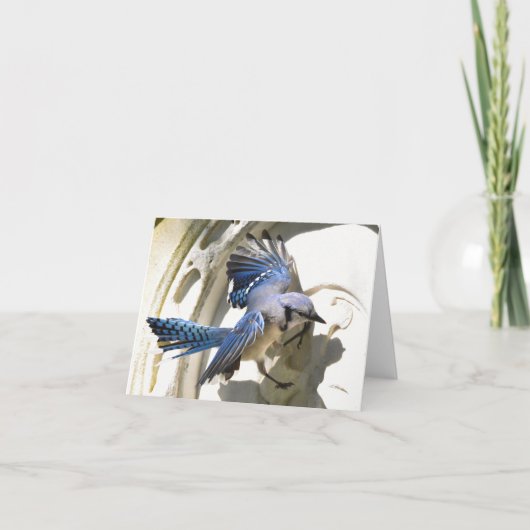Blue Jay #3 - Blank briefkaart (Voorkant)