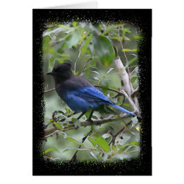 Blue Jay - 5-inch x 7-inch Art Kaart