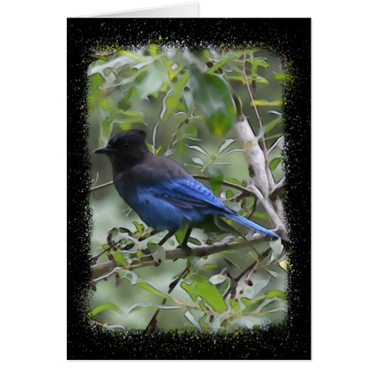 Blue Jay - 5-inch x 7-inch Art Kaart (Voorkant)