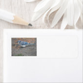 Blue Jay Adresetiketten Etiket (Insitu)