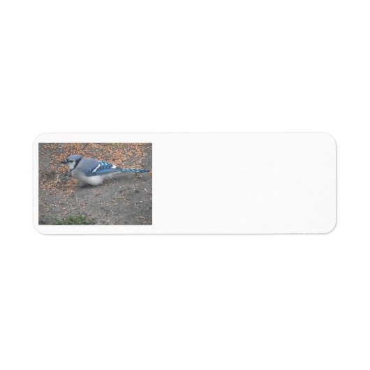 Blue Jay Adresetiketten Etiket (Voorkant)