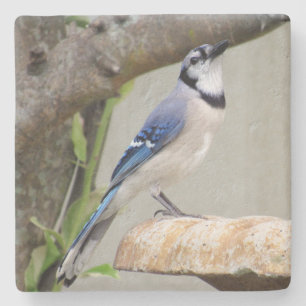 Blue Jay - Backyard Bird Series - Onderzetter