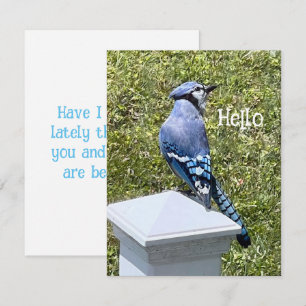 Blue Jay Bird Custom Wenskaarten