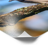 Blue Jay bird Foto Afdruk (Hoek)