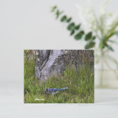 Blue Jay Bird Foto Briefkaart (Staand voorkant)