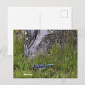 Blue Jay Bird Foto Briefkaart (Voorkant / Achterkant)