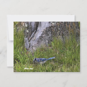 Blue Jay Bird Foto Briefkaart