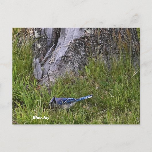 Blue Jay Bird Foto Briefkaart (Voorkant)