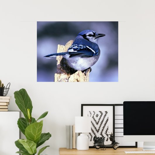 Blue Jay Bird Lovers Poster (Thuiskantoor)