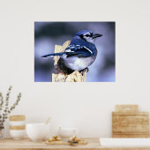 Blue Jay Bird Lovers Poster (Keuken)