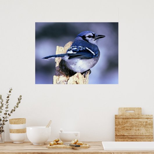 Blue Jay Bird Lovers Poster (Keuken)