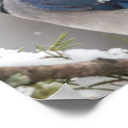 Blue Jay Bird Poster (Hoek)