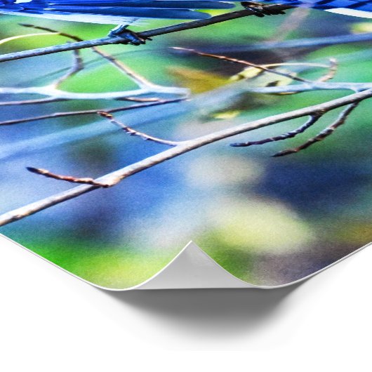 Blue Jay Bird Poster (Hoek)