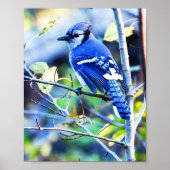 Blue Jay Bird Poster (Voorkant)