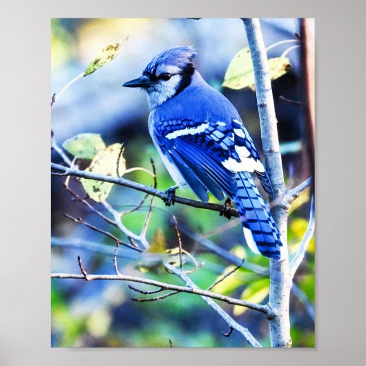 Blue Jay Bird Poster (Voorkant)