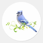 Blue Jay Bird Ronde Sticker (Voorkant)