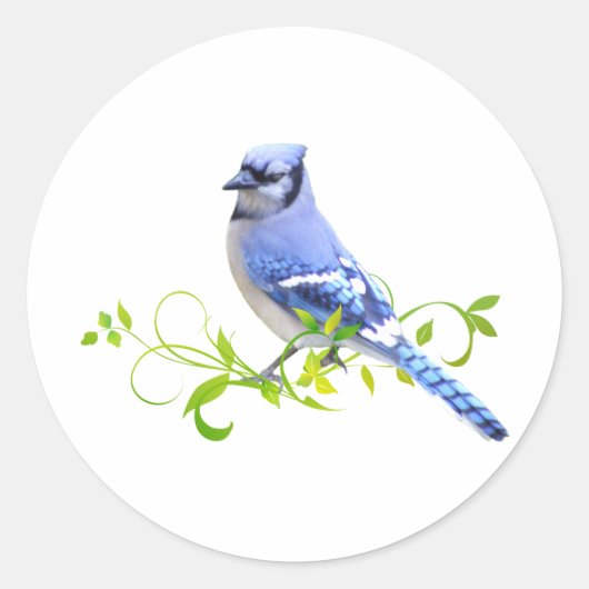 Blue Jay Bird Ronde Sticker (Voorkant)