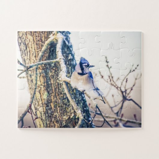 Blue Jay Bird te groot Legpuzzel (Horizontaal)
