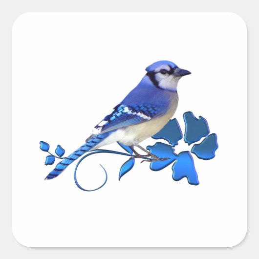 Blue Jay Bird Vierkante Sticker (Voorkant)