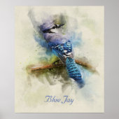 Blue Jay bird waterverf illustration Poster (Voorkant)