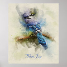 Blue Jay bird waterverf illustration Poster