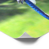 Blue Jay Birds Backyard Bird Poster Foto (Hoek)