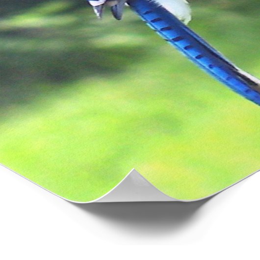 Blue Jay Birds Backyard Bird Poster Foto (Hoek)
