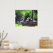 Blue Jay Birds Backyard Bird Poster Foto (Keuken)