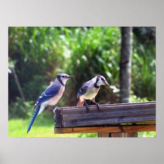 Blue Jay Birds Backyard Bird Poster Foto (Voorkant)