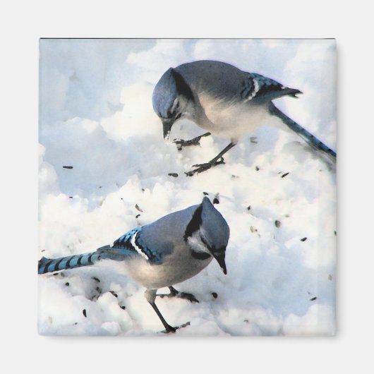 Blue Jay Birds in Snow Natuur Magneet (Voorkant)