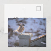 Blue Jay Briefkaart (Voorkant / Achterkant)