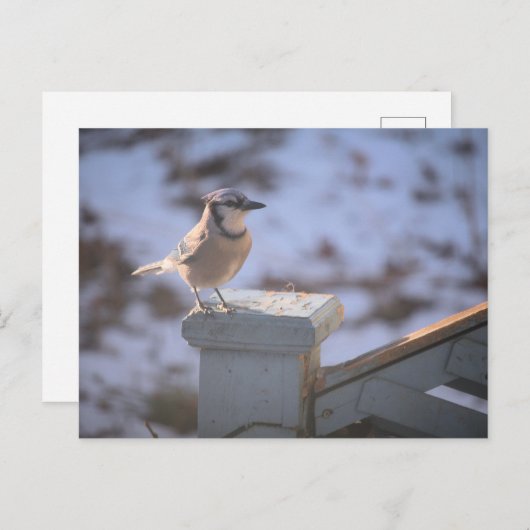 Blue Jay Briefkaart (Voorkant / Achterkant)