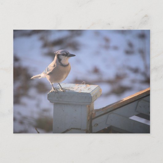 Blue Jay Briefkaart (Voorkant)