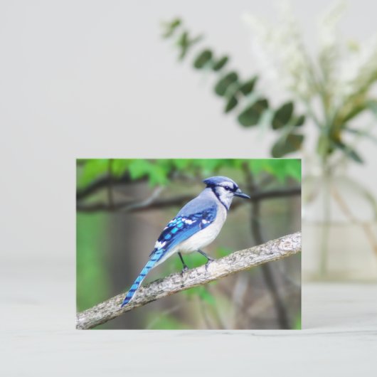 Blue Jay Briefkaart (Staand voorkant)