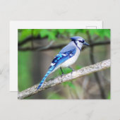 Blue Jay Briefkaart (Voorkant / Achterkant)