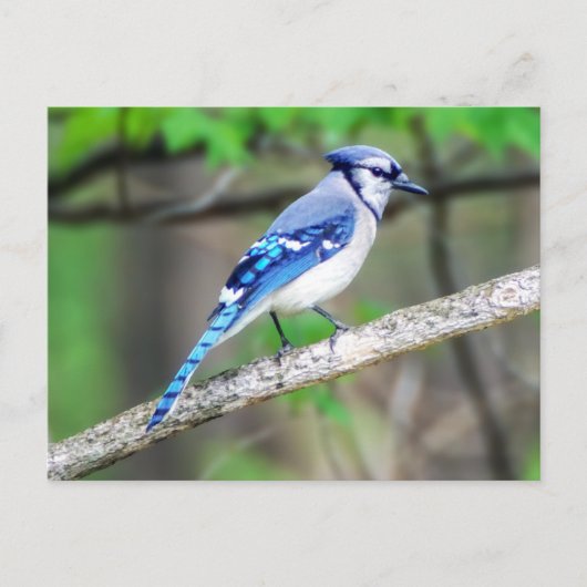 Blue Jay Briefkaart (Voorkant)