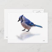 Blue Jay Briefkaart (Voorkant / Achterkant)