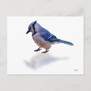 Blue Jay Briefkaart