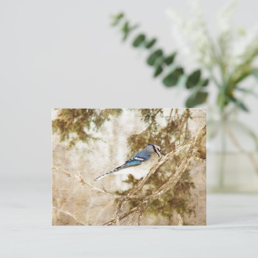 Blue Jay Briefkaart (Staand voorkant)