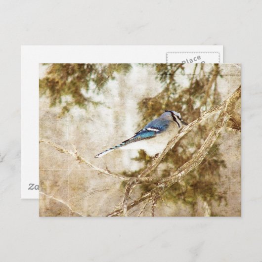 Blue Jay Briefkaart (Voorkant / Achterkant)