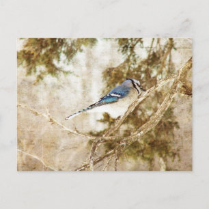 Blue Jay Briefkaart