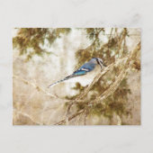 Blue Jay Briefkaart (Voorkant)