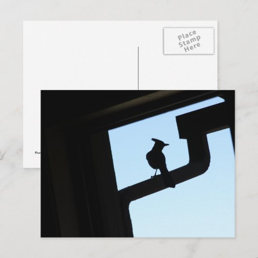 Blue Jay Briefkaart (Voorkant / Achterkant)
