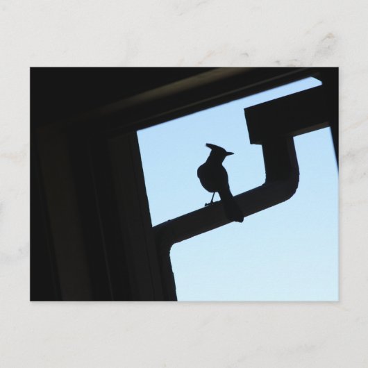 Blue Jay Briefkaart (Voorkant)